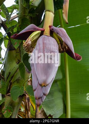 Blick aus der Nähe auf die violette blaue Bananenblume und junge Früchte, die vom Baum auf natürlichem Hintergrund hängen Stockfoto