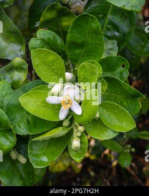 Blick aus der Nähe auf frische weiße Blüten und Knospen inmitten von leuchtend grünem Laub von Zitrusfrüchten, auch bekannt als Pomelo-Baum, der nach dem Regen in Thailand im Freien blüht Stockfoto