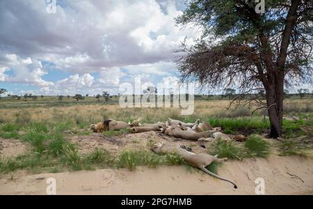 Malerischer Blick auf den Ritt von Löwen mit einem männlichen Schwarzen, der tief schlafend unter einem Kameldornbaum im Kgalagadi liegt Stockfoto