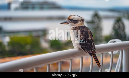 Einheimischer australischer Kookaburra-Vogel, der auf einer Balkonschiene sitzt Stockfoto