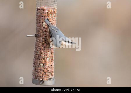 Nuthatch auf einem Vogelfutter voller Erdnüsse in North Yorkshire Stockfoto