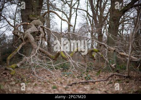 Knarly Old Eiche Tree, Langley Park, Großbritannien Stockfoto