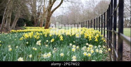 Yellow Daffodils im Frühling, Langley, Großbritannien Stockfoto