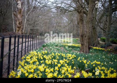 Yellow Daffodils im Frühling, Langley, Großbritannien Stockfoto