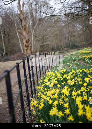 Yellow Daffodils im Frühling, Langley, Großbritannien Stockfoto