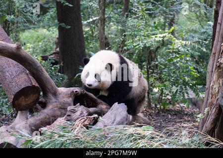 Ein bezaubernder Riesenpanda sitzt hoch oben auf einem umgestürzten Baum in einem üppig grünen Wald Stockfoto