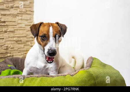 Der schöne Jack russell Terrier bewacht sein Spielzeug auf seiner grünen Couch. Ich bringe einem Hund seinen Platz bei Stockfoto