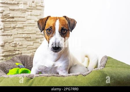 Der schöne Jack russell Terrier sitzt mit seinem Spielzeug auf seiner grünen Couch. Ich bringe einem Hund seinen Platz bei Stockfoto