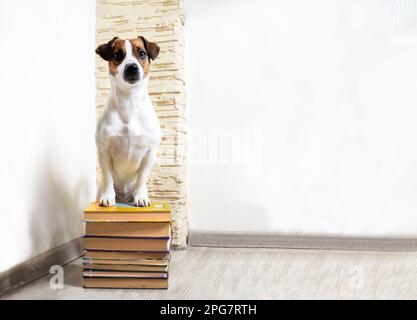 Der schlaue Jack russell Terrier steckte seine Pfoten auf einen Stapel dicker Bücher im Inneren des Raumes. Zurück in die Schule. Stockfoto