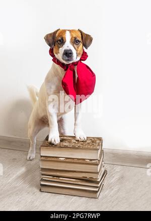 Der schlaue Jack russell Terrier mit einer roten Krawatte steckte seine vorderen weißen Pfoten auf einen Stapel dicker Schulbücher im Inneren des Zimmers. Zurück in die Schule. Stockfoto