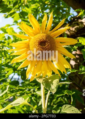 Sonnenblumenkopf, Helianthus annuus, senkrecht Stockfoto