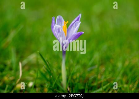 lila Krokus Blüten im Frühjahr Stockfoto