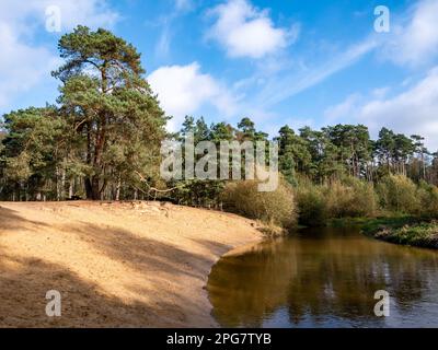Fluss Dinkel und Kiefern im Naturschutzgebiet Lutterzand, De Lutte, Losser, Overijssel, Niederlande Stockfoto