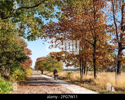 Radfahrer fahren im Herbst auf dem Radweg im Naturschutzgebiet Veluwe bei Kootwijk, Gelderland, Niederlande Stockfoto