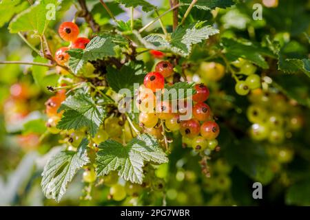 Blick auf reife rote Johannisbeeren auf einem Ast im Garten. Nahaufnahme von roten Johannisbeeren, die an einem Ast mit Blättern hängen. Stockfoto