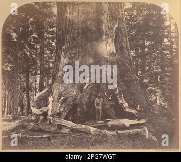 Abschnitt des Grizzly Giant, 33 Fuß Durchmesser, Mariposa Grove, Yosemite, Nr. 111 1861 von Carleton E. Watkins Stockfoto