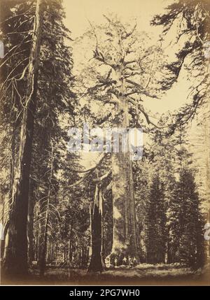 Sequoia gigantea - „Grizzly Giant“ - Mariposa Grove Negativ 1861; Druck ca. 1866 von Carleton E. Watkins Stockfoto