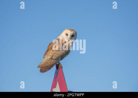 Am frühen Morgen steht eine Eule auf einem Straßenschild in der Nähe von Masham, North Yorkshire Stockfoto