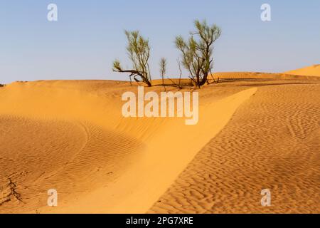 Wilder einsamer Tamarisk-Baum (Tamarix), der auf einer Sanddüne in der Sahara wächst. Wüste in der Nähe der Oase von Ksar Ghilane. Grand Erg Oriental. Tuni Stockfoto