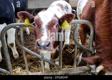 Kalb mit Ohrmarken in einem Bauernstall in den Niederlanden Stockfoto