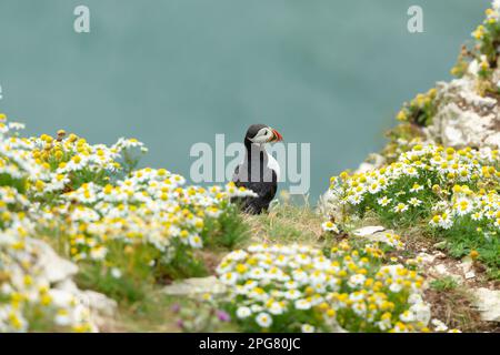 Puffin, wissenschaftlicher Name: Fratercula Arctica. Ein Papageientaucher hoch oben auf den hohen Klippen von Bempton in East Yorkshire, mit Blick auf das Meer und umgeben von B. Stockfoto