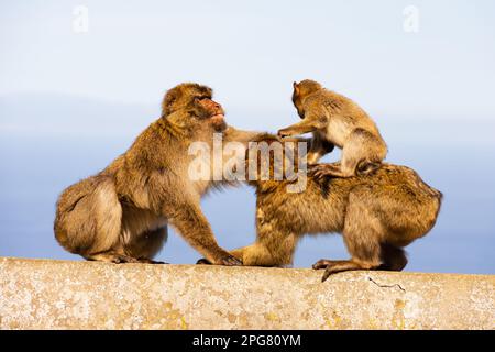 Familie der berühmten Berbermakaken des britischen Überseegebiets Gibraltar, dem Felsen von Gibraltar. Vater, Mutter und Baby Stockfoto