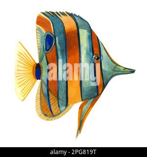 Tropische Fische. Wasserfarbener Fisch mit tropischen Streifen, handgezeichnet in Orange und Blau. Langschnäuziger Schmetterlingsfisch auf weißem Hintergrund. Stockfoto