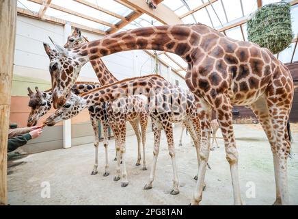 Leipzig, Deutschland. 21. März 2023. Giraffen beugen sich nach der Taufe des Giraffenjungen „Niara“ (nicht abgebildet) im Giraffenhaus dem Fressen. Der Name der am 6. Februar geborenen Giraffe wurde aus fast 3.000 eingegangenen Vorschlägen ausgewählt. Es kommt aus der afrikanischen Sprache Suaheli und bedeutet "für etwas großes bestimmt". Niara ist das erste Giraffenbaby im Leipziger Zoo seit acht Jahren. Kredit: Jan Woitas/dpa/Alamy Live News Stockfoto