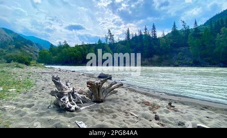 Die trockene Wurzel eines Baumes liegt am Sandstrand der Bergsteiger des Katun-Flusses in Altai in Sibirien. Stockfoto