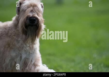 Weich beschichteter Wheaten Terrier Nahaufnahme mit grünem Hintergrund Stockfoto