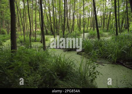 Ein Sumpf auf dem Wanderweg „Schlaubetal“ im Bundesland Brandenburg Stockfoto