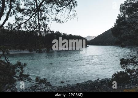 Malerische Wende des türkisfarbenen Flusses Katun in der Nähe des Steinufers mit Nadelbäumen in Altai in Sibirien während des Tages Stockfoto