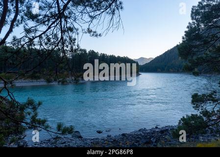 Malerische Wende des türkisfarbenen Flusses Katun in der Nähe der Steinufer mit Nadelbäumen im Altai in Sibirien am Abend Stockfoto