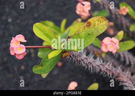 Euphorbia milii, auch bekannt als die Dornenkrone, Christuspflanze oder Christ Thorn, ausgestellt im Kaktusgarten, Lanzarote, April 2022. Stockfoto