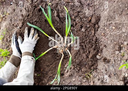 Narzissen im Bett zu Pflanzen. Der Gärtner platziert Narzissenblütenknollen mit grünen Laubkeimen in das Pflanzloch. Stockfoto