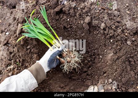 Setzlinge von Zwiebelblüten mit Keimlingen in der Hand des Gärtners, vorbereitet zum Anpflanzen. Stockfoto