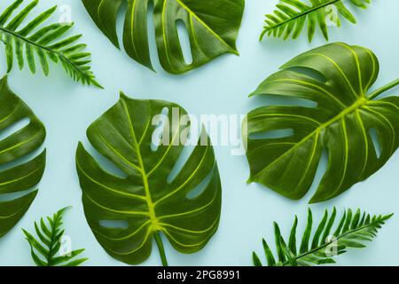 Sommerhintergrund mit grünen tropischen Palmenblättern auf hellem Hintergrund. Flach liegend, Draufsicht. Stockfoto