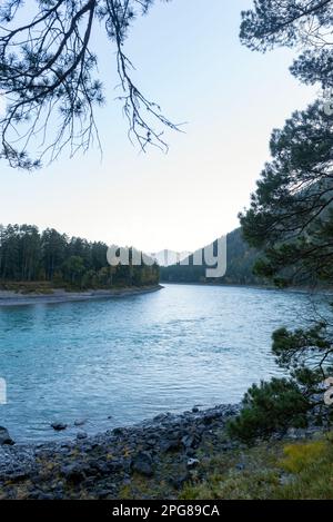 Malerische Wendung des türkisfarbenen Flusses Katun in der Nähe der Steinufer mit Nadelbäumen im Altai in Sibirien im Schatten. Vertikaler Rahmen Stockfoto