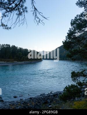 Malerische Wende des türkisfarbenen Flusses Katun in der Nähe der Steinufer mit Zweigen von Nadelbäumen im Altai in Sibirien. Vertikaler Rahmen. Stockfoto