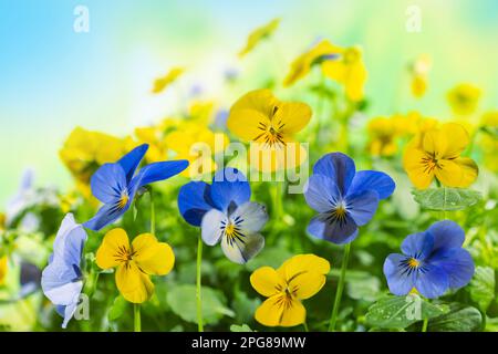 Blühende blaue und gelbe Schwänze im Garten. Im Sommer Naturlandschaft mit frischen Weichblumen im Freien. Stockfoto