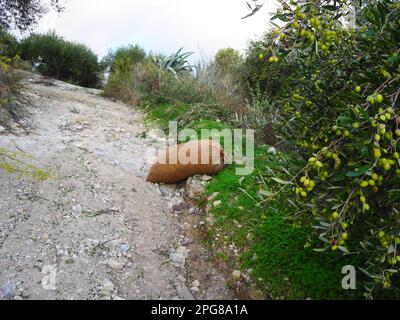 Olivenbäume und Landwirtschaft auf Kreta, Mittelmeer, Reisen nach Griechenland Stockfoto