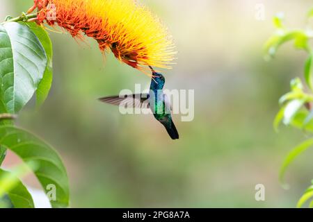 Wunderschöner, glitzernder blauer Kolibri, blauäugiger Saphir, der Nektar einer Orangenblume frisst. Stockfoto