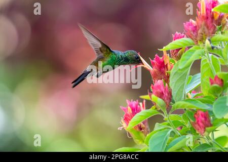 Kolibri mit kupferfarbenen Ringen, der sich von Garnelenblüten mit pinkem Bokeh ernährt. Stockfoto