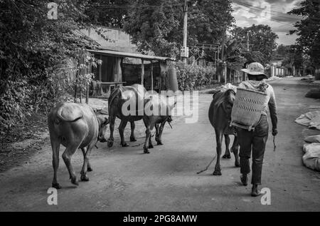 Am Ende des Tages führt eine Bauerin aus einer ethnischen Minderheit von M'nong ihre kleine Herde Wasserbüffel nach Hause in Buon Jun, Lien Son, Vietnam. Stockfoto