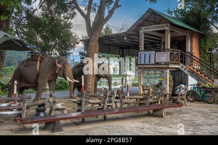 Zwei asiatische Elefanten, die Howdahs oder Sitze tragen, sind an Bäume gekettet, während sie auf Touristen in Buon Jun, Lien Son, Vietnam, warten. Stockfoto