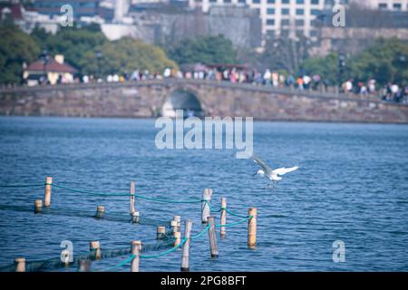 (230321) -- HANGZHOU, 21. März 2023 (Xinhua) -- Ein Vogel fliegt über den Westsee in Hangzhou, Provinz Zhejiang in Ostchina, 15. März 2023. Die Provinz Zhejiang hat das Wasserumweltmanagement als oberste Priorität im ökologischen Bau betrachtet, indem sie die Wasserqualität von Hunderten von Seen und Flüssen erhöht und an der Uferpromenade städtische Aktivitäten eingerichtet hat. (Xinhua/Jiang Han) Stockfoto