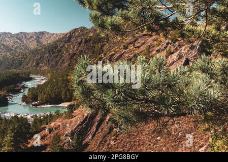 Zweige von Fichten mit Nadeln vor dem Hintergrund des Panoramas auf die Berge und den Fluss Katun in Altai. Stockfoto