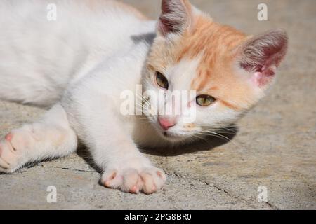 Eine süße kleine Katze liegt zufrieden auf einer Betonoberfläche, ihr leuchtendes orangefarbenes und weißes Fell glänzt im Licht Stockfoto