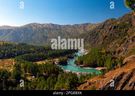 Blick vom Berg im Rahmen von Fichtenzweigen auf den türkisfarbenen Fluss Katun zwischen den Hügeln und Steinen im Altai in Russland während des d Stockfoto