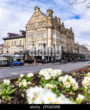 HARROGATE, GROSSBRITANNIEN - 18. MÄRZ 2023. Die viktorianische Außenarchitektur von Betty's Cafe and Tea Rooms in Harrogate, North Yorkshire mit der Flora des Frühlings Stockfoto